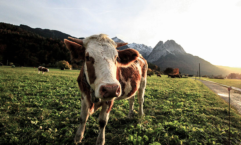 中國(guó)民俗文化中的牛